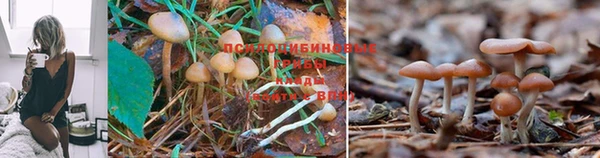 тгк Вязьма